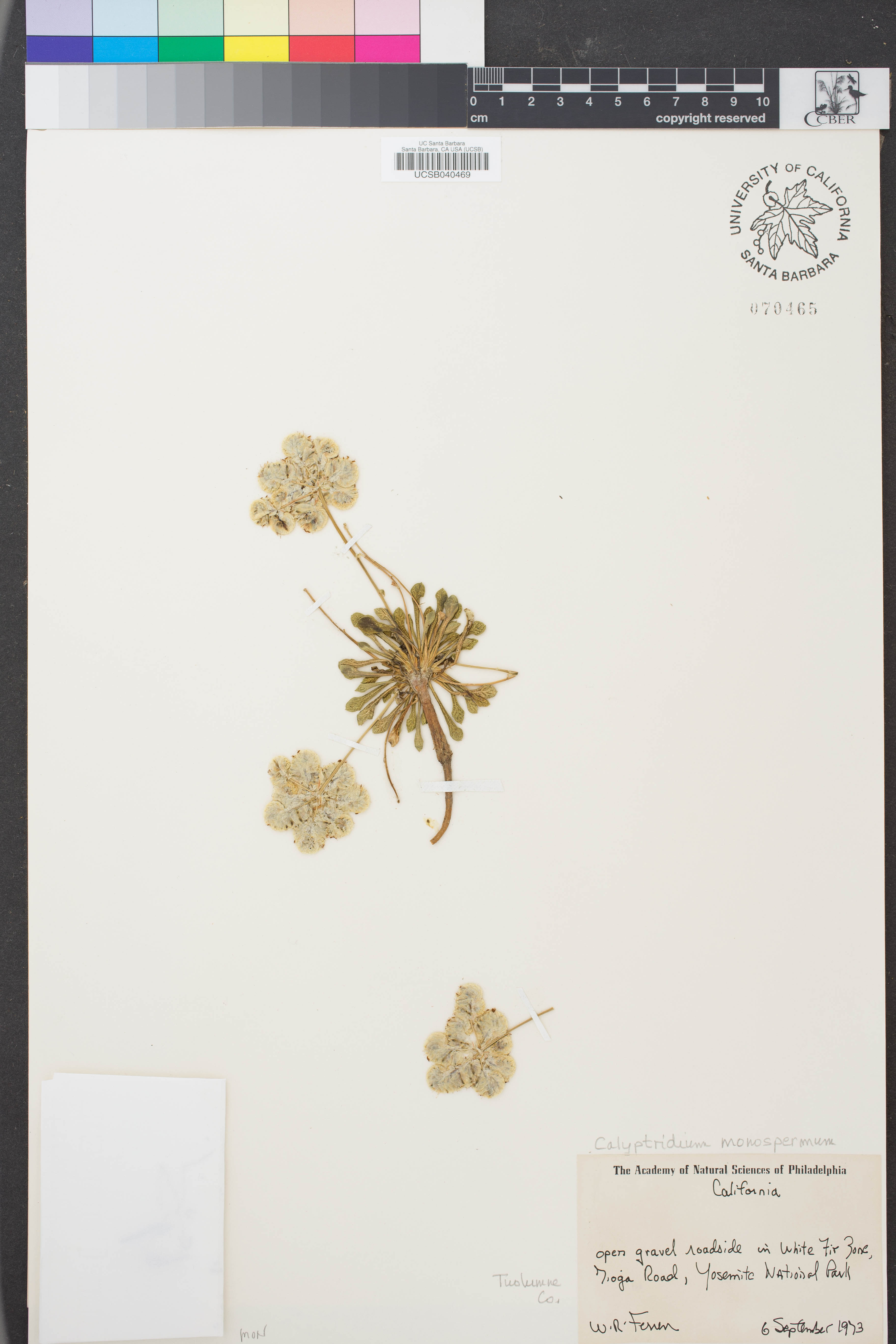 Image of Calyptridium monospermum