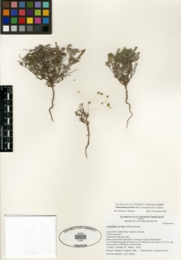 Johnstonella parviflora image