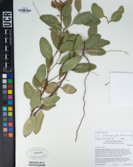 Image of Eucalyptus conferruminata