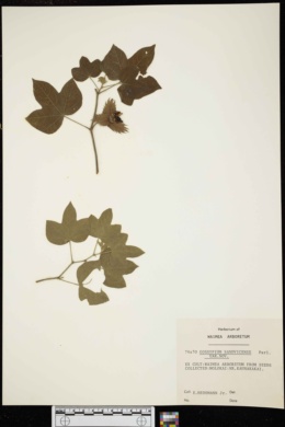 Gossypium tomentosum image
