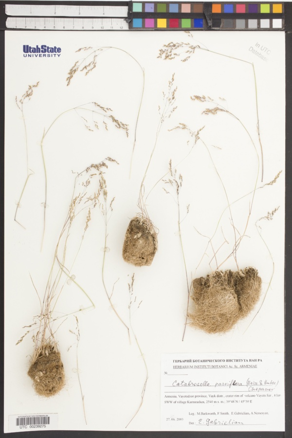 Catabrosella parviflora image