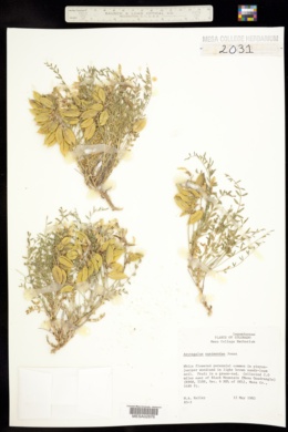 Astragalus eastwoodae image