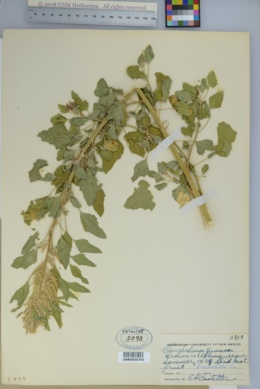 Image of Chenopodium quinoa