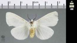 Spilosoma latipennis image