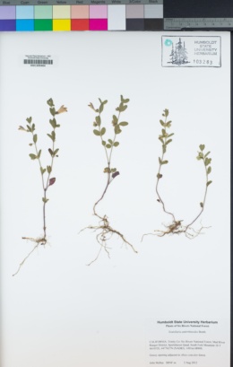 Scutellaria antirrhinoides image