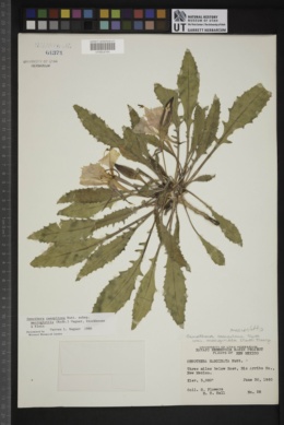 Oenothera marginata image