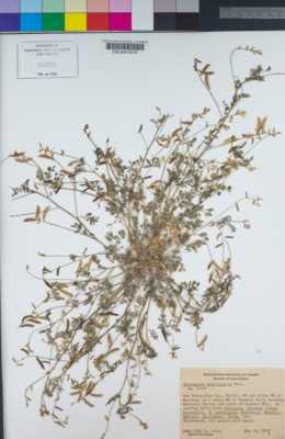Image of Astragalus acutirostris