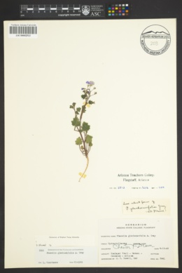 Phacelia glechomifolia image