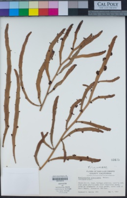 Muehlenbeckia platyclada image