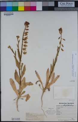 Image of Streptanthus lemmonii
