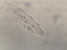 Image of Diphascon stappersi