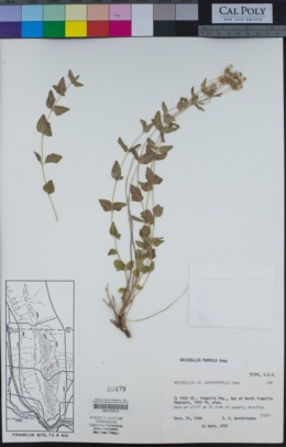 Image of Brickellia brachyphylla