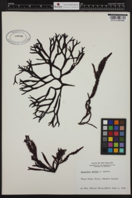Gigartina decipiens var. protea image