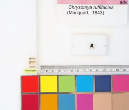 Chrysomya rufifacies image