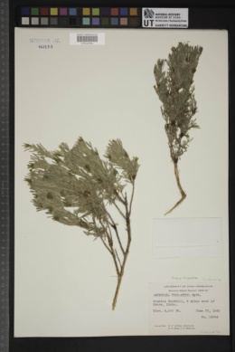 Artemisia tripartita subsp. tripartita image