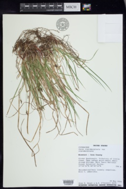 Carex nigromarginata var. nigromarginata image