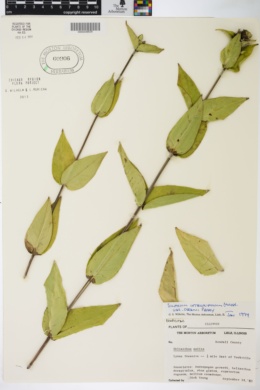 Silphium integrifolium var. deamii image