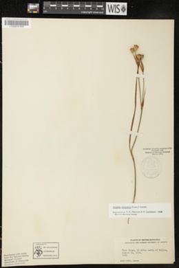 Alophia silvestris image