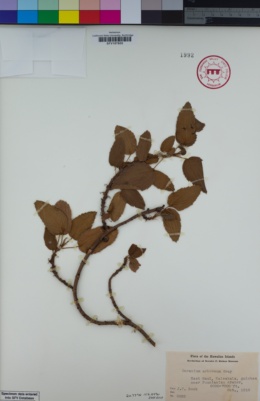 Image of Geranium arboreum