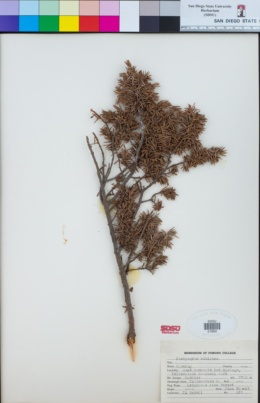 Juniperus sibirica image