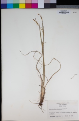 Image of Sisyrinchium nashii