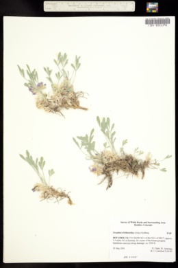 Image of Astragalus tridactylicus
