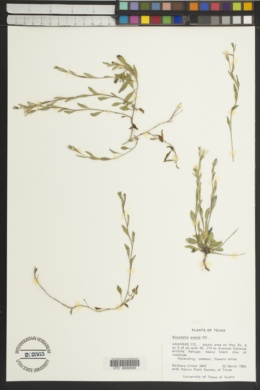 Bouchetia erecta image