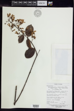 Banisteriopsis martiniana image