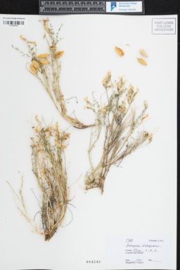 Image of Astragalus debequaeus