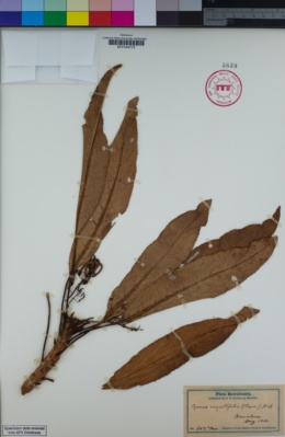 Image of Cyanea angustifolia