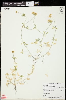 Trifolium glanduliferum image