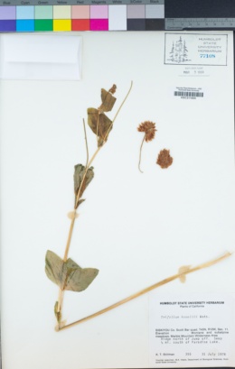 Trifolium howellii image