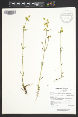 Halenia recurva image