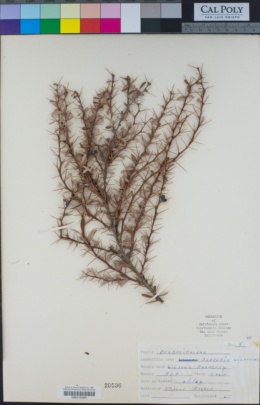 Berberis wilsoniae image