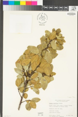 Rhamnus pirifolia image