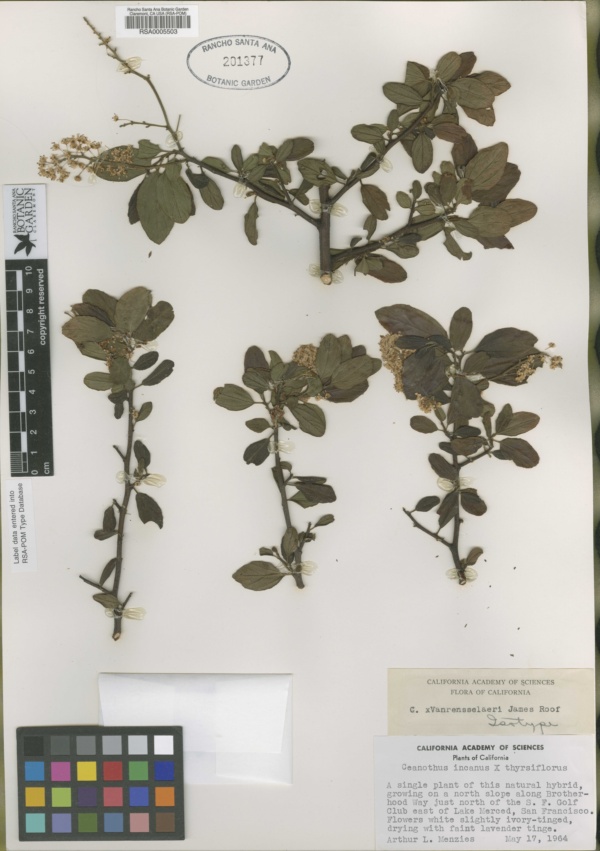 Ceanothus × vanrensselaeri image