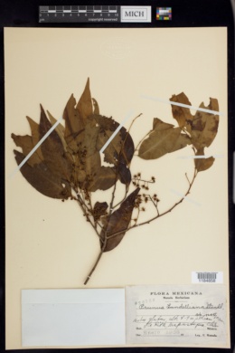 Prunus lundelliana image
