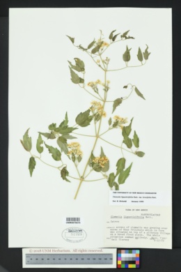 Clematis ligusticifolia var. brevifolia image
