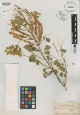 Mimosa spirocarpa image