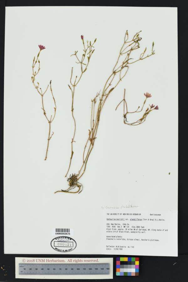 Centaurium glanduliferum image