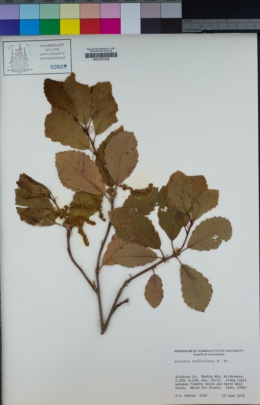 Quercus sadleriana image