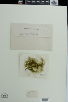 Spirogyra quinina image