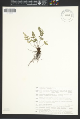 Image of Myriopteris × parishii
