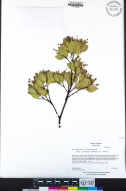 Arctostaphylos viscida subsp. pulchella image