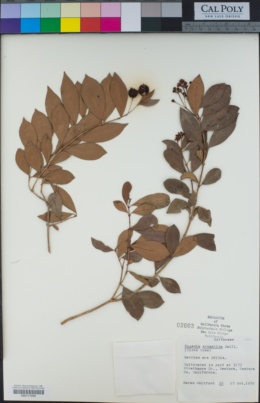 Image of Syzygium aqueum