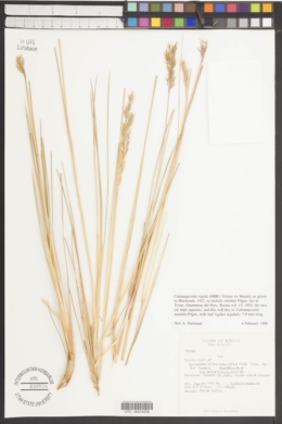 Calamagrostis rigida image
