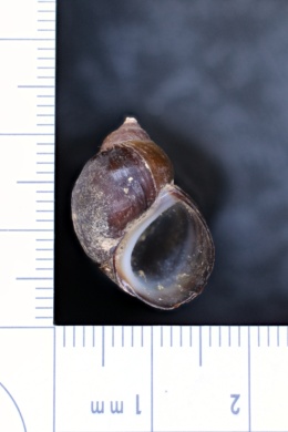 Image of Pachychilus moctezumensis