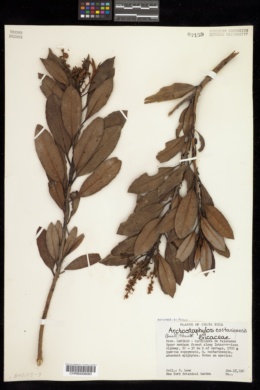 Comarostaphylis arbutoides subsp. costaricensis image