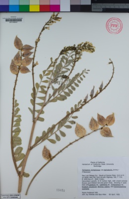 Astragalus lentiginosus var. nigricalycis image