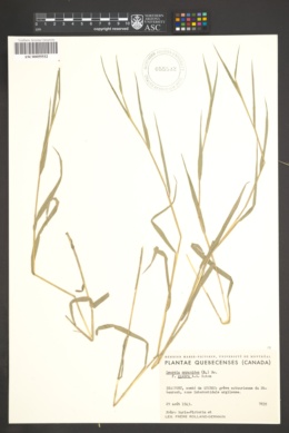 Leersia oryzoides f. glabra image